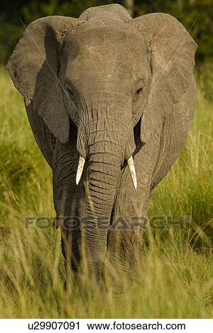 Stock Image - Single adult elephant close up frontal view standing in long green grass, in warm sunlight, Maasai Mara, Kenya. Fotosearch