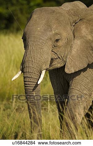 Picture - Single adult elephant close up side-frontal view standing in long green grass, in warm sunlight, Maasai Mara, Kenya. Fotosearch