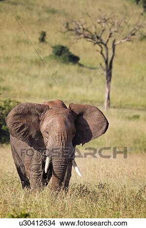 Picture - Single adult elephant standing in long grass with dead tree and grassy hillside beyond, Maasai Mara, Kenya. Fotosearch