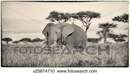 Stock Image - Single adult elephant standing in long grass with acacias and mara plain beyond, monochrome panorama, Maasai Mara, Kenya. Fotosearch