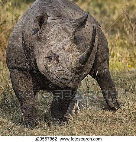 Single black rhino standing in open woodland, frontal view close up, Lake Nakuru, Kenya View Large Photo Image Stock Image - Single black rhino standing in open woodland, frontal view close up, Lake Nakuru, Kenya. Fotosearch