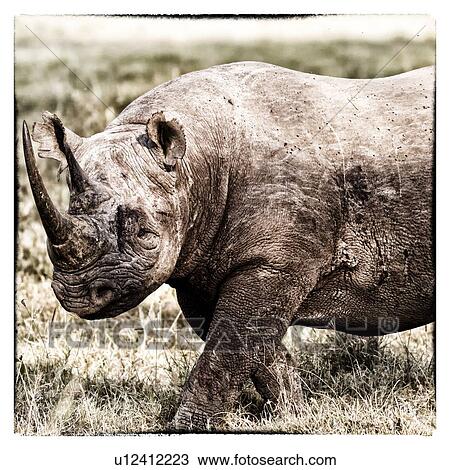 Stock Image - Single black rhino walking in open woodland, oblique side view detail of head and front in stylised monochrome, Lake Nakuru, Kenya. Fotosearch
