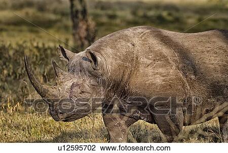 Stock Image - Single black rhino walking in open woodland, oblique side view detail of head and front, Lake Nakuru, Kenya. Fotosearch
