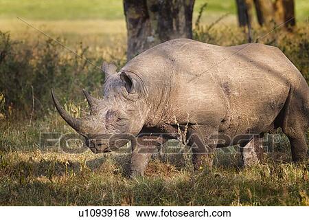 Single black rhino walking in open woodland, oblique side view close up in monochrome, Lake Nakuru, Kenya View Large Photo Image Stock Photo - Single black rhino walking in open woodland, oblique side view close up in monochrome, Lake Nakuru, Kenya. Fotosearch