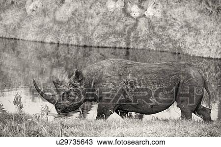 Stock Image - Single black rhino walking past pond, side view close up in monochrome, Lake Nakuru, Kenya. Fotosearch