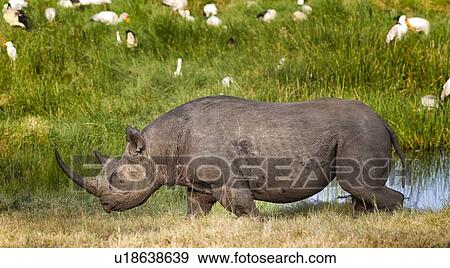 Stock Photo - Single black rhino walking past pond, with yellow billed storks beyond in green grass, side view close up, Lake Nakuru, Kenya. Fotosearch