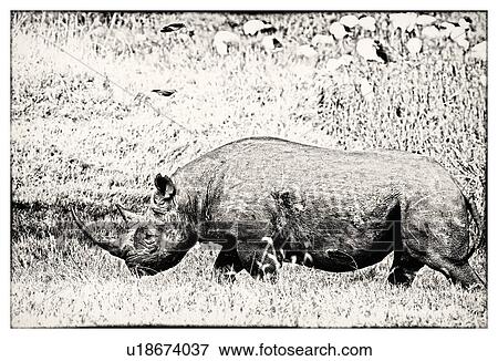 Single black rhino walking past pond, side view close up in stylised monochrome, Lake Nakuru, Kenya View Large Photo Image Stock Photo - Single black rhino walking past pond, side view close up in stylised monochrome, Lake Nakuru, Kenya. Fotosearch