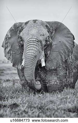 Stock Image - Single elephant wading in swamp, close up detail front view monochrome, Amboseli, Kenya, East Africa. Fotosearch