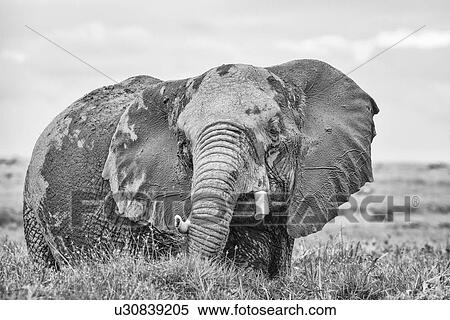 Single elephant wading in swamp, close up detail front view monochrome, Amboseli, Kenya, East Africa View Large Photo Image Stock Photography - Single elephant wading in swamp, close up detail front view monochrome, Amboseli, Kenya, East Africa. Fotosearch