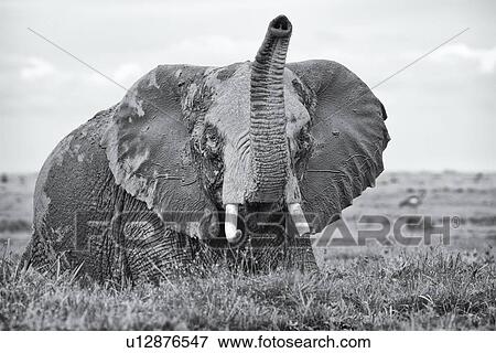 Stock Photo - Single elephant wading in swamp, trunk raised in air, close up detail front view monochrome, Amboseli, Kenya, East Africa. Fotosearch
