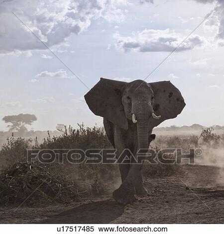 Stock Photography - Single large adult elephant close up with dust of lake bed blowing, high key frontal view, Amboseli, Kenya, East Africa. Fotosearch