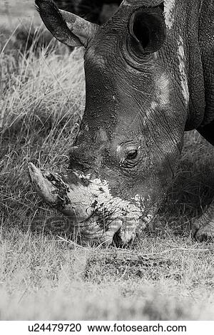 Stock Image - Single white rhino grazing: detail of head, side oblique view in monochrome, Lake Nakuru, Kenya. Fotosearch