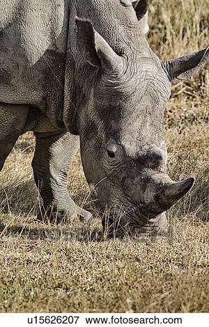 Single white rhino grazing: detail of head and front, side oblique view desaturated, Lake Nakuru, Kenya View Large Photo Image Stock Photo - Single white rhino grazing: detail of head and front, side oblique view desaturated, Lake Nakuru, Kenya. Fotosearch