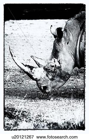 Single white rhino grazing: detail of head, side view in stylised monochrome, Lake Nakuru, Kenya View Large Photo Image Stock Photo - Single white rhino grazing: detail of head, side view in stylised monochrome, Lake Nakuru, Kenya. Fotosearch