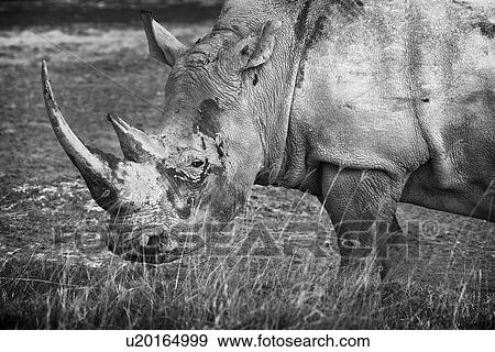 Stock Photo - Single white rhino grazing: detail of head and front, side view in monochrome, Lake Nakuru, Kenya. Fotosearch