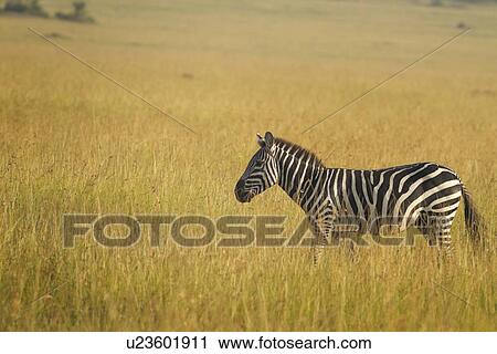 Single zebra walking through long grass in golden morning light, Maasai Mara, Kenya View Large Photo Image Stock Image - Single zebra walking through long grass in golden morning light, Maasai Mara, Kenya. Fotosearch