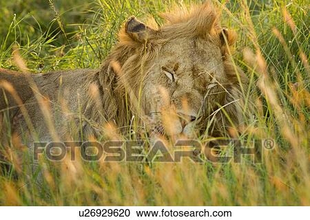 Sleepy lion: large adult male lying asleep in long green grass, all backlit by late afternoon golden light, detail of face and mane, Maasai Mara, Kenya, View Large Photo Image Stock Image - Sleepy lion: large adult male lying asleep in long green grass, all backlit by late afternoon golden light, detail of face and mane, Maasai Mara, Kenya,. Fotosearch