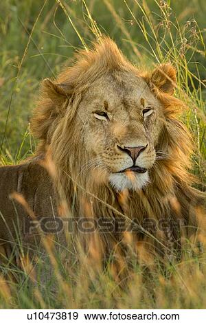 Stock Photo - Sleepy lion: large adult male lying with head up, in long green grass, all backlit by late afternoon golden light, detail of face and mane, Maasai Mara, Kenya,. Fotosearch
