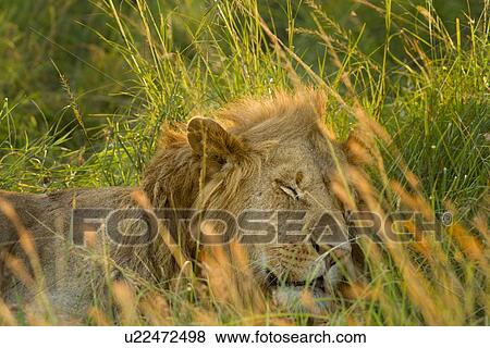 Sleepy lion: large adult male lying asleep in long green grass, all backlit by late afternoon golden light, detail of face and mane, Maasai Mara, Kenya, View Large Photo Image Stock Photo - Sleepy lion: large adult male lying asleep in long green grass, all backlit by late afternoon golden light, detail of face and mane, Maasai Mara, Kenya,. Fotosearch