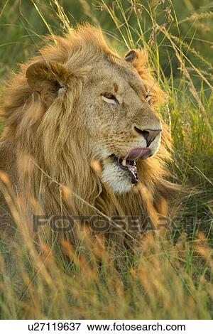 Stock Photo - Sleepy lion: large adult male lying with head up yawning, in long green grass, all backlit by late afternoon golden light, detail of face and mane, Maasai Mara, Kenya,. Fotosearch