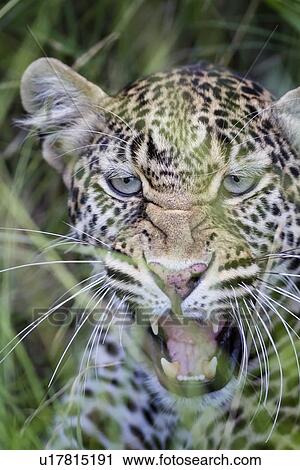 Snarling leopard: detail of face in long grass, frontal view, Maasai Mara, Kenya View Large Photo Image Stock Image - Snarling leopard: detail of face in long grass, frontal view, Maasai Mara, Kenya. Fotosearch