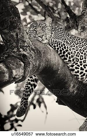 Stock Photo - Snoozing leopard lying on branch, paws hanging, with trunk and branches providing background frame, monochrome closeup, frontal view, Maasai Mara, Kenya. Fotosearch