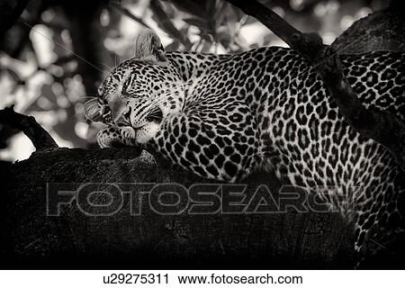 Snoozing leopard lying on branch, with branches providing background frame, monochrome detail side view, Maasai Mara, Kenya View Large Photo Image Stock Image - Snoozing leopard lying on branch, with branches providing background frame, monochrome detail side view, Maasai Mara, Kenya. Fotosearch