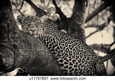 Stock Photo - Snoozing leopard lying on branch, with trunk and branches providing background frame, monochrome closeup, frontal view, Maasai Mara, Kenya. Fotosearch
