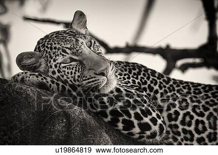 Snoozing leopard lying on branch, with branches providing background frame, monochrome detail side view, Maasai Mara, Kenya View Large Photo Image Stock Photo - Snoozing leopard lying on branch, with branches providing background frame, monochrome detail side view, Maasai Mara, Kenya. Fotosearch