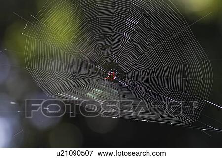 Stock Photo - Spider web close up - huge web with red spider in centre, specular highlights in background, Maasai Mara, Kenya. Fotosearch