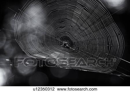Stock Image - Spider web close up in monochrome - huge web with spider in centre, specular highlights in background, Maasai Mara, Kenya. Fotosearch