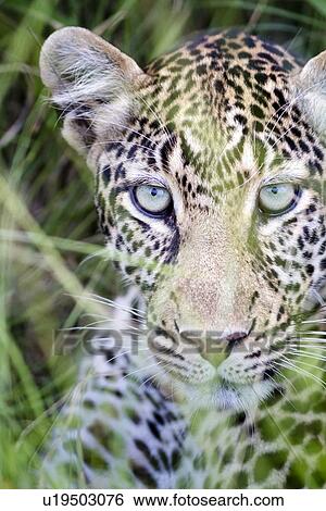 Staring leopard: detail of face in long grass, frontal view, Maasai Mara, Kenya View Large Photo Image Stock Photograph - Staring leopard: detail of face in long grass, frontal view, Maasai Mara, Kenya. Fotosearch