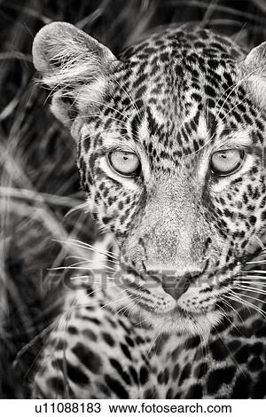 Staring leopard: monochrome detail of face in long grass, frontal view, Maasai Mara, Kenya View Large Photo Image Stock Image - Staring leopard: monochrome detail of face in long grass, frontal view, Maasai Mara, Kenya. Fotosearch
