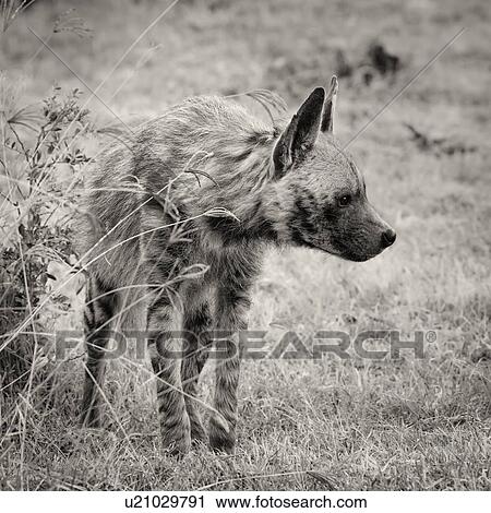 Striped hyena: rare view, close up standing near bush, monochrome, Lake Nakuru, Kenya, View Large Photo Image Stock Image - Striped hyena: rare view, close up standing near bush, monochrome, Lake Nakuru, Kenya,. Fotosearch