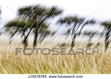 Stylised abstract of acacia trees and long, dry grass, Maasai Mara, Kenya View Large Photo Image Picture - Stylised abstract of acacia trees and long, dry grass, Maasai Mara, Kenya. Fotosearch