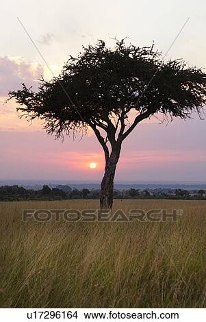 Picture - Sunrise on the Mara: single acacia in long dry grass, silhouetted with rising sun and skyscape, Maasai Mara, Kenya. Fotosearch