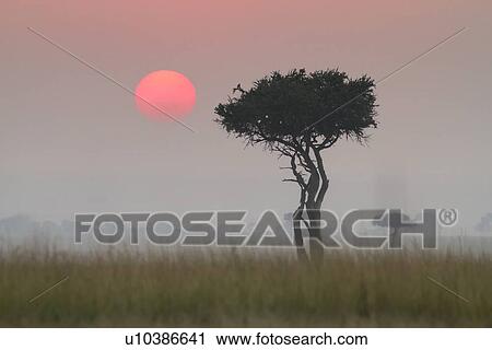Stock Image - Sunrise on the Mara: single acacia in long dry grass, silhouetted with rising pink sunball in early morning fog, Maasai Mara, Kenya. Fotosearch