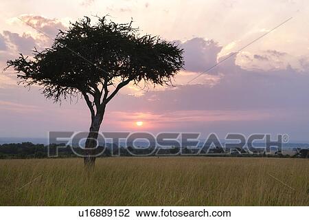 Sunrise on the Mara: single acacia in long dry grass, silhouetted with rising sun and skyscape, Maasai Mara, Kenya View Large Photo Image Stock Image - Sunrise on the Mara: single acacia in long dry grass, silhouetted with rising sun and skyscape, Maasai Mara, Kenya. Fotosearch
