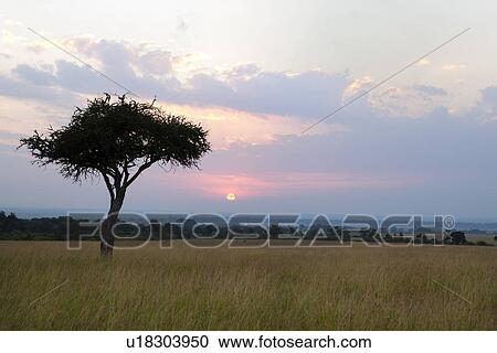 Sunrise on the Mara: single acacia in long dry grass, silhouetted with rising sun and skyscape, Maasai Mara, Kenya View Large Photo Image Stock Image - Sunrise on the Mara: single acacia in long dry grass, silhouetted with rising sun and skyscape, Maasai Mara, Kenya. Fotosearch