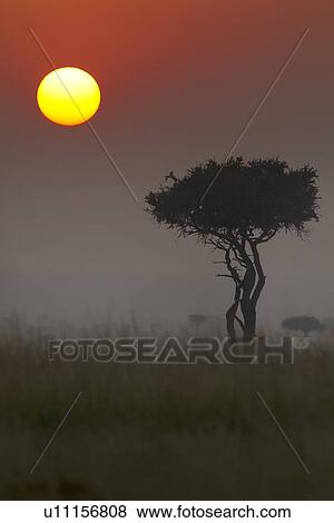 Sunrise on the Mara: single acacia in long dry grass, silhouetted with rising pink sunball in early morning fog, Maasai Mara, Kenya View Large Photo Image Stock Photo - Sunrise on the Mara: single acacia in long dry grass, silhouetted with rising pink sunball in early morning fog, Maasai Mara, Kenya. Fotosearch