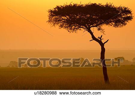 Stock Photo - Sunrise on the Mara: single acacia in long dry grass, silhouetted with dramatic orange skyscape and light, distant topi, Maasai Mara, Kenya. Fotosearch
