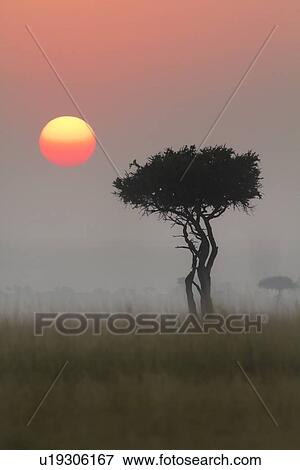Stock Photo - Sunrise on the Mara: single acacia in long dry grass, silhouetted with rising pink sunball in early morning fog, Maasai Mara, Kenya. Fotosearch