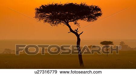 Stock Photo - Sunrise on the Mara: single acacia in long dry grass, silhouetted with dramatic orange skyscape and light, distant topi, Maasai Mara, Kenya. Fotosearch