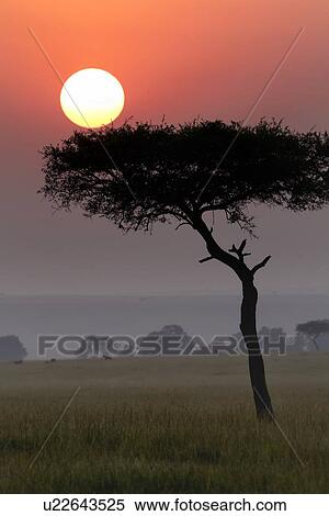 Sunrise on the Mara: single acacia in long dry grass, silhouetted with rising sunball and skyscape, distant topi, Maasai Mara, Kenya View Large Photo Image Stock Photography - Sunrise on the Mara: single acacia in long dry grass, silhouetted with rising sunball and skyscape, distant topi, Maasai Mara, Kenya. Fotosearch