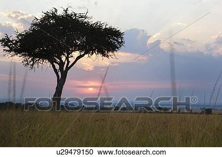 Stock Image - Sunrise on the Mara: single acacia seen through long dry grass, silhouetted with rising sun and skyscape, Maasai Mara, Kenya. Fotosearch
