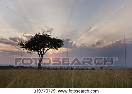 Sunrise on the Mara: single acacia seen through long dry grass, silhouetted with rising sun and skyscape, Maasai Mara, Kenya View Large Photo Image Stock Photo - Sunrise on the Mara: single acacia seen through long dry grass, silhouetted with rising sun and skyscape, Maasai Mara, Kenya. Fotosearch