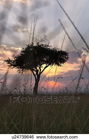 Stock Photograph - Sunrise on the Mara: single acacia seen through long dry grass, silhouetted with rising sun and skyscape, Maasai Mara, Kenya. Fotosearch