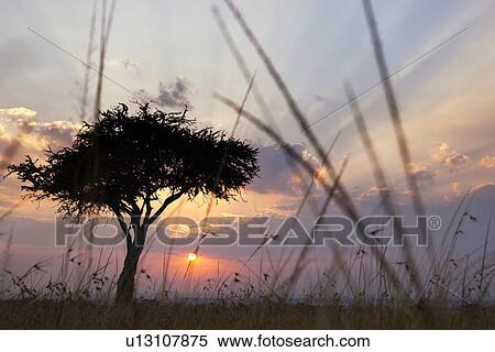 Stock Photography - Sunrise on the Mara: single acacia seen through long dry grass, silhouetted with rising sun and skyscape, Maasai Mara, Kenya. Fotosearch