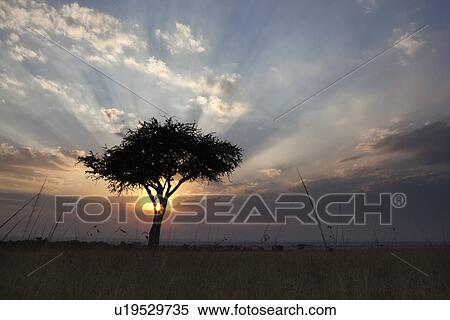 Stock Photography - Sunrise on the Mara: single acacia seen through long dry grass, silhouetted with rising sun and skyscape, godbeams and starburst, Maasai Mara, Kenya. Fotosearch