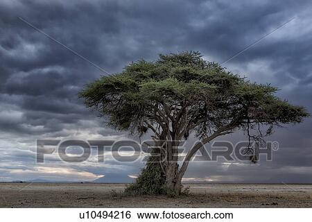 Stock Photograph - Sunset at Amboseli: yellow pink sunlight with dramatic stormy blue grey clouds, over distant mountain, sandy plains and single acacia tree with hanging weaver bird nest in foreground, Amboseli, Kenya, East Africa. Fotosearch